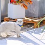 Stylish matching cat collar and lead set with a playful cat outdoors, showcasing safety and style.