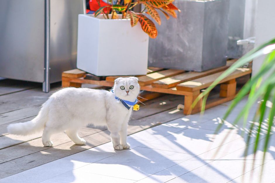 Stylish matching cat collar and lead set with a playful cat outdoors, showcasing safety and style.